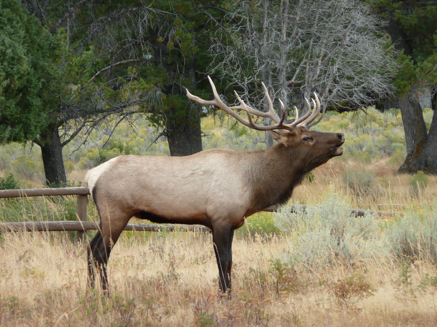 The Animals of Yellowstone National Park The Westmonster Daily